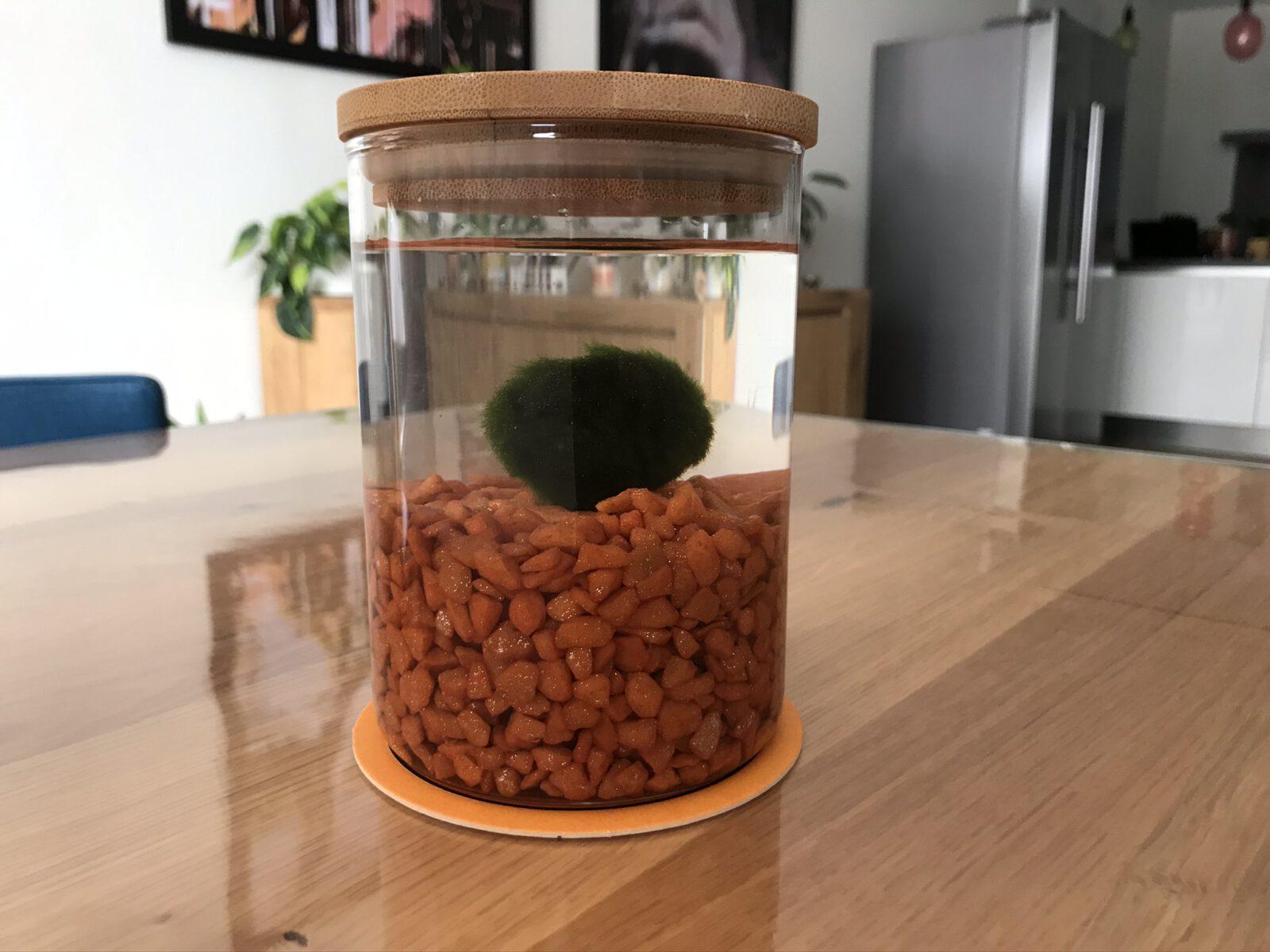 mamazetkoers review marimo in glas