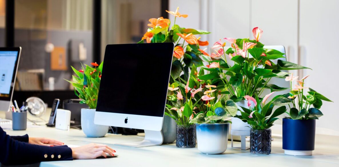 De ideale plant voor je (thuis)werkplek mamazetkoers Anthurium verzorgen