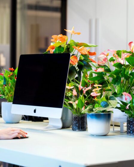 De ideale plant voor je (thuis)werkplek mamazetkoers Anthurium verzorgen