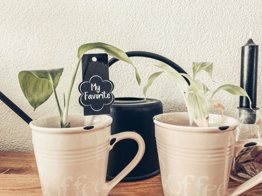 thuis je eigen kamerplanten kweken mamazetkoers eerdere kweek